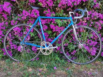 Used Pinarello Treviso 1980 Road & Gravel — image 1 of 6