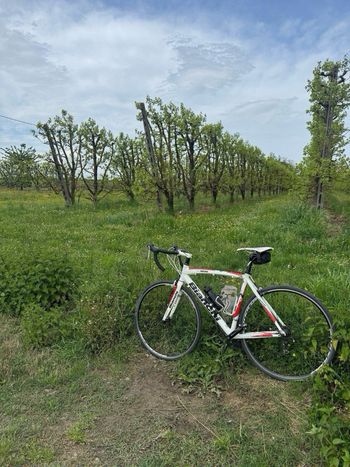 Used Bianchi Via Nirone Shimano Sora 2010 Road & Gravel, White — image 6 of 7