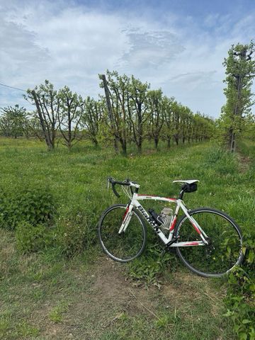 Used Bianchi Via Nirone Shimano Sora 2010 Road & Gravel, White — image 6 of 7