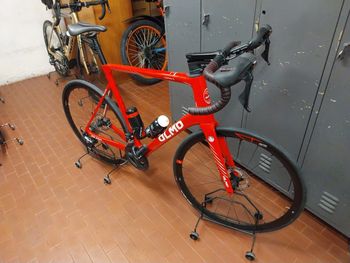 Olmo, Olmo