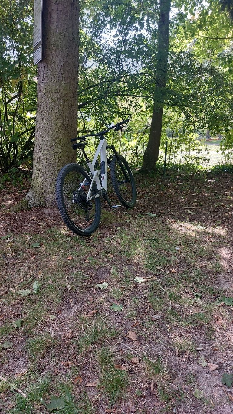 Cube STEREO ONE55 C:62, RACE 29 2024