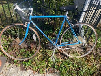 Used Univega Nuovo Sport 1982 Road & Gravel