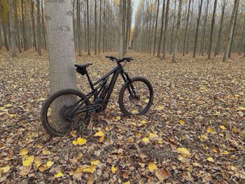 Used Specialized Turbo Levo Comp Alloy 2025 2025 Mountainbike, Black, Mixed — image 7 of 8