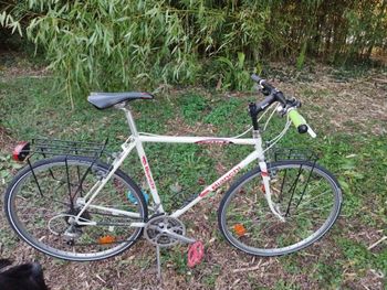Bianchi, Gran Turismo