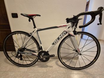 Olmo, Gepin