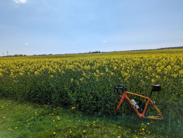 Tweedehands Specialized Tarmac Comp - Torch Edition 2017 2017 Road & Gravel — afbeelding 5 van 20