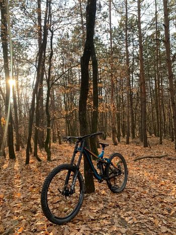 Giant, Glory Shimano Saint
