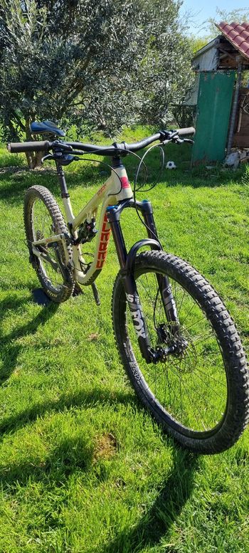 Saracen, Ariel 60 - Bone 2025