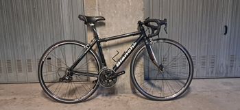 Bianchi, Dama Bianca Elena 2008
