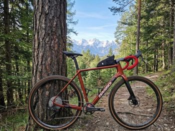 Basso, Palta Campagnolo Ekar 2025