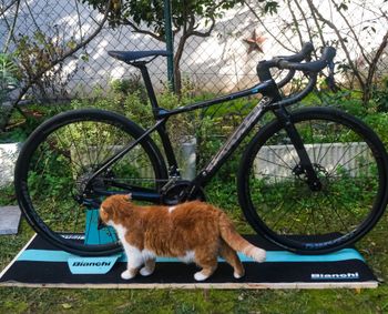 Bianchi, Infinito XE 105 2023