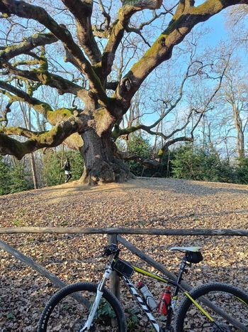 Used Scott Scale Shimano Deore 2016 Mountainbike, Black — image 2 of 3