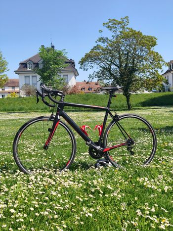Used Focus Cayo 7.0 2017 Road & Gravel