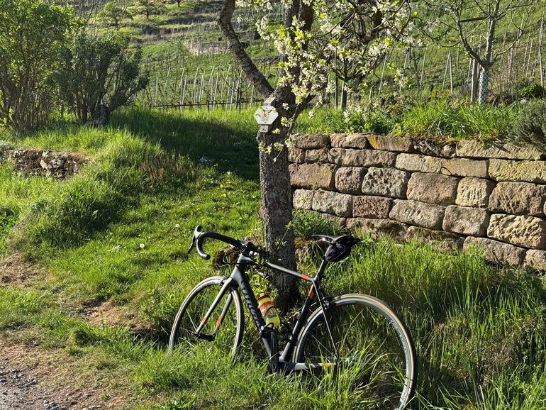Used Wilier Wilier Custom Campagnolo Super Record EPS 2017 Road & Gravel — image 2 of 3