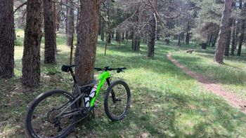 Used Cannondale Scalpel SRAM XX1 Eagle 2023 Mountainbike, Green — image 3 of 5