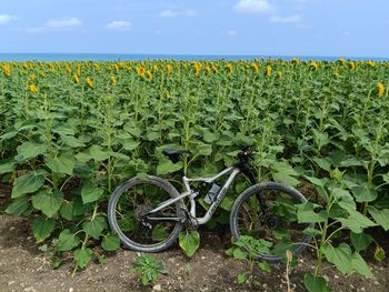 Used Cannondale Scalpel Carbon 3 2023 2023 MTB