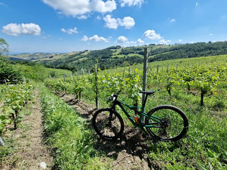 Used Cannondale Scalpel Carbon 4 2024 2024 Mountainbike, Green, 29 — image 3 of 4