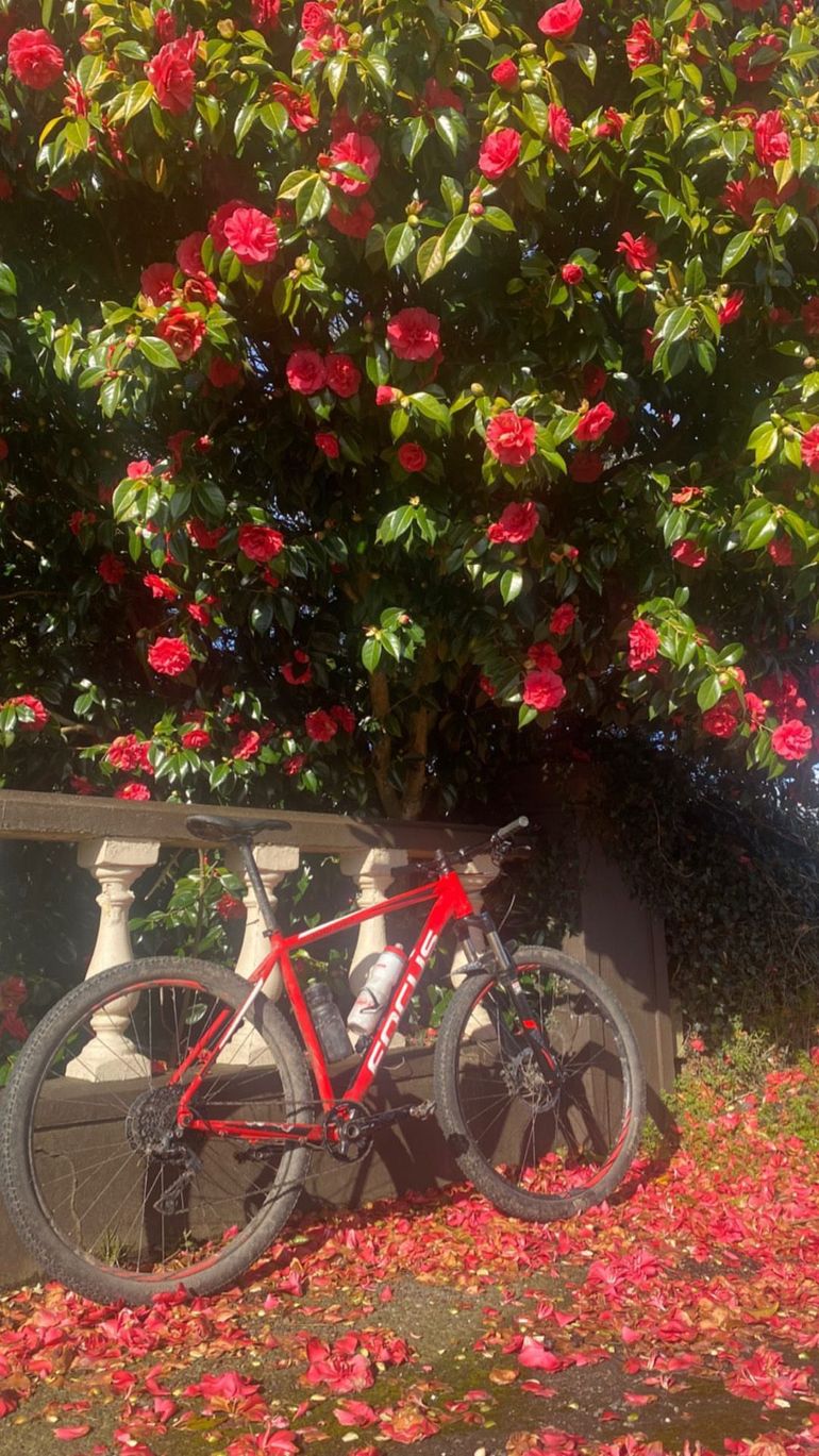 Used Focus Focus Custom Shimano Deore XT 2017 Mountainbike, Rot — image 1 of 3