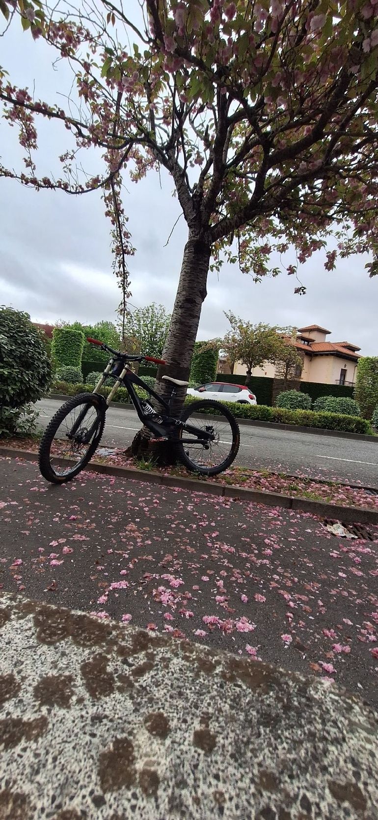 Used YT Industries Tues Single Speed / Fixed Gear 2017 Mountainbike, Black — image 3 of 8