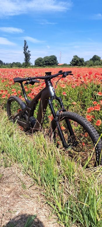Brugt Scott Patron 910 2025 2025 Mountainbike — billede 11 af 12