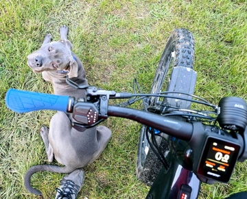 Used Giant Trance X E+ 1 2023 2023 Mountainbike, Blue, 29 — image 5 of 5