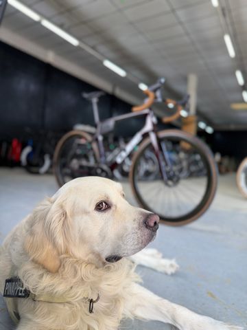 Tweedehands CUBE AGREE C:62, SLT 2022 2022 Road & Gravel — afbeelding 2 van 22