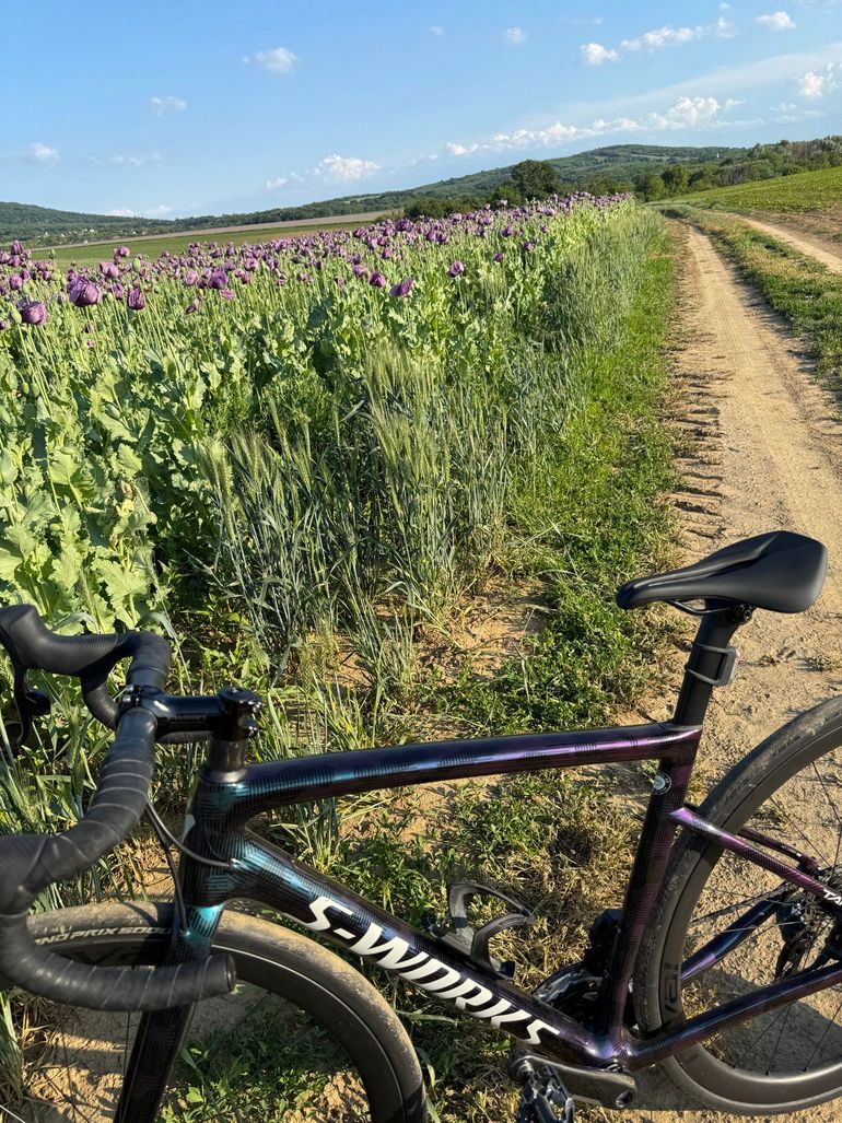 Specialized Tarmac SL6 2021 Frameset 2021 Road & Gravel usato, Verde — immagine 9 di 11
