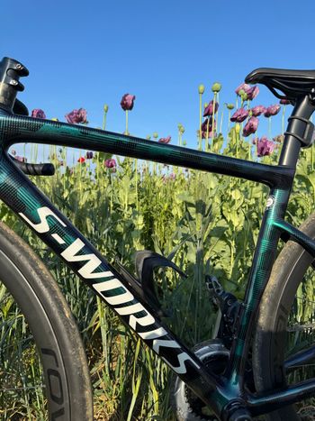 Specialized Tarmac SL6 2021 Frameset 2021 Road & Gravel usato, Verde — immagine 8 di 11