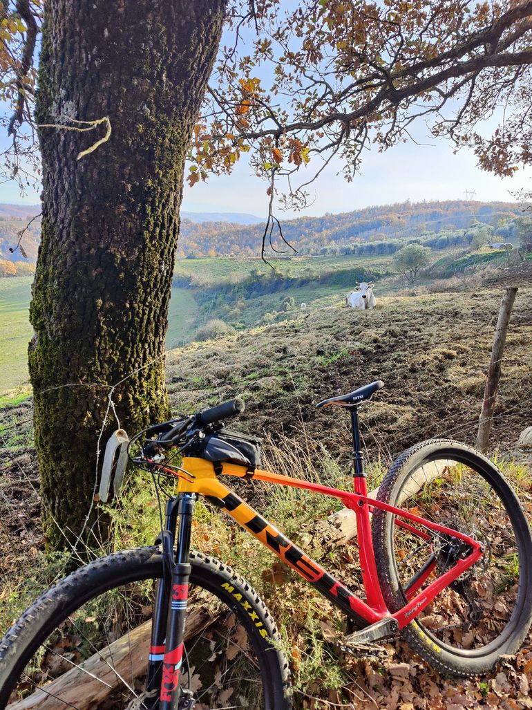 Used Trek Procaliber 9.5 2024 2024 Mountainbike, Orange — image 7 of 7