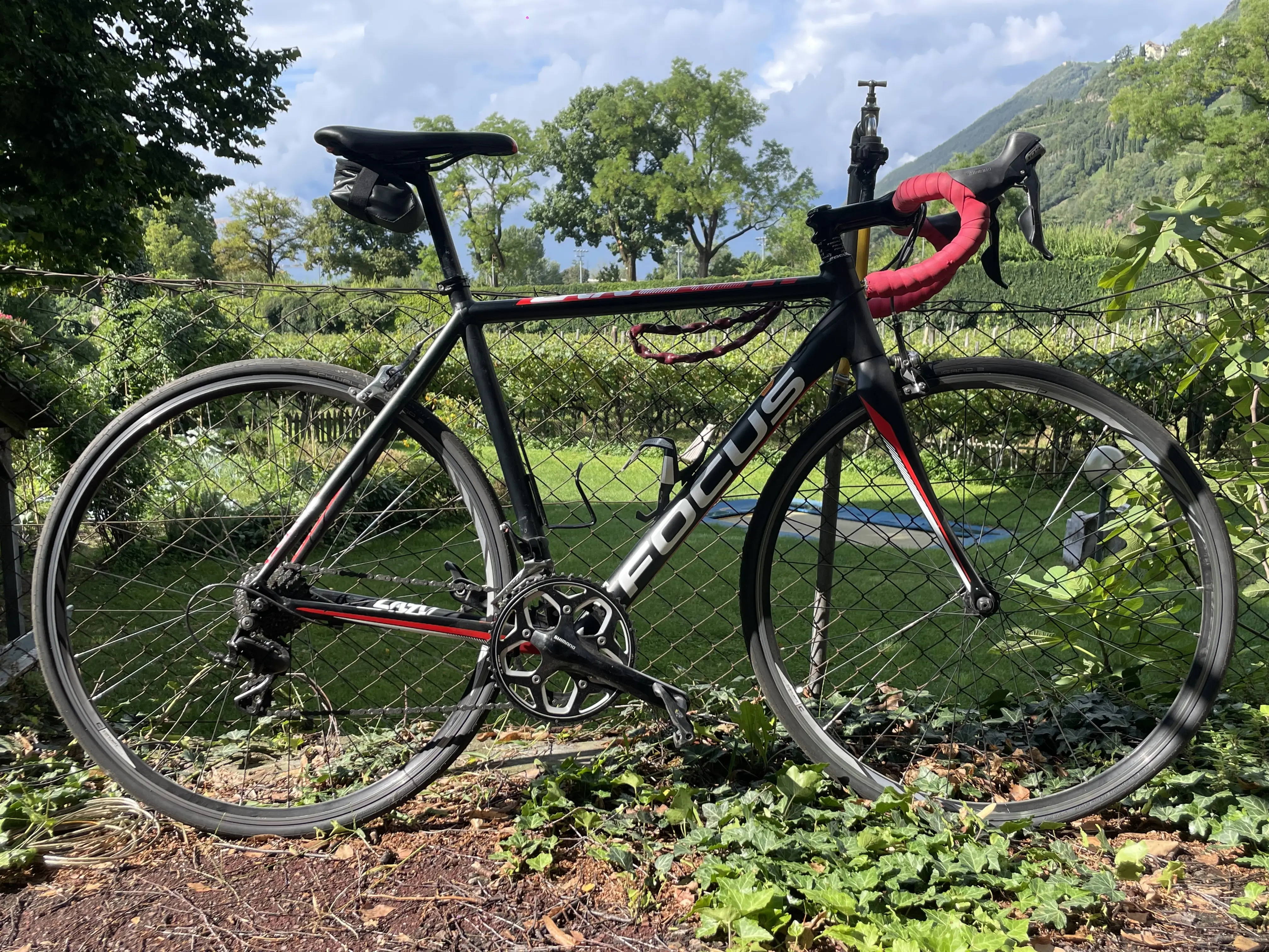 FOCUS CAYO ロードレーサー 自転車 - 自転車本体