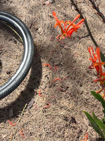 Used PROTOTYPE Crater Carbon Wheelset 2025 bike — image 5 of 8