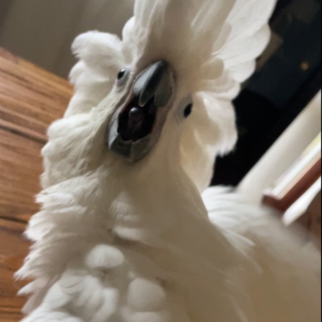 RH