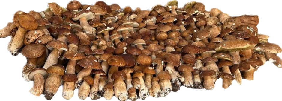 PA