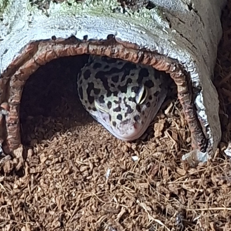 MI