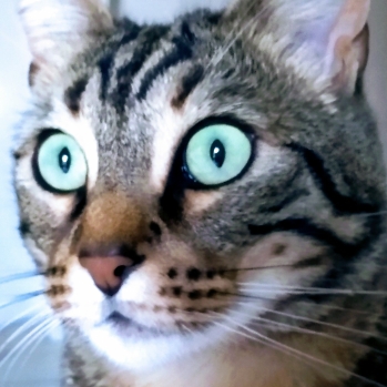 SS