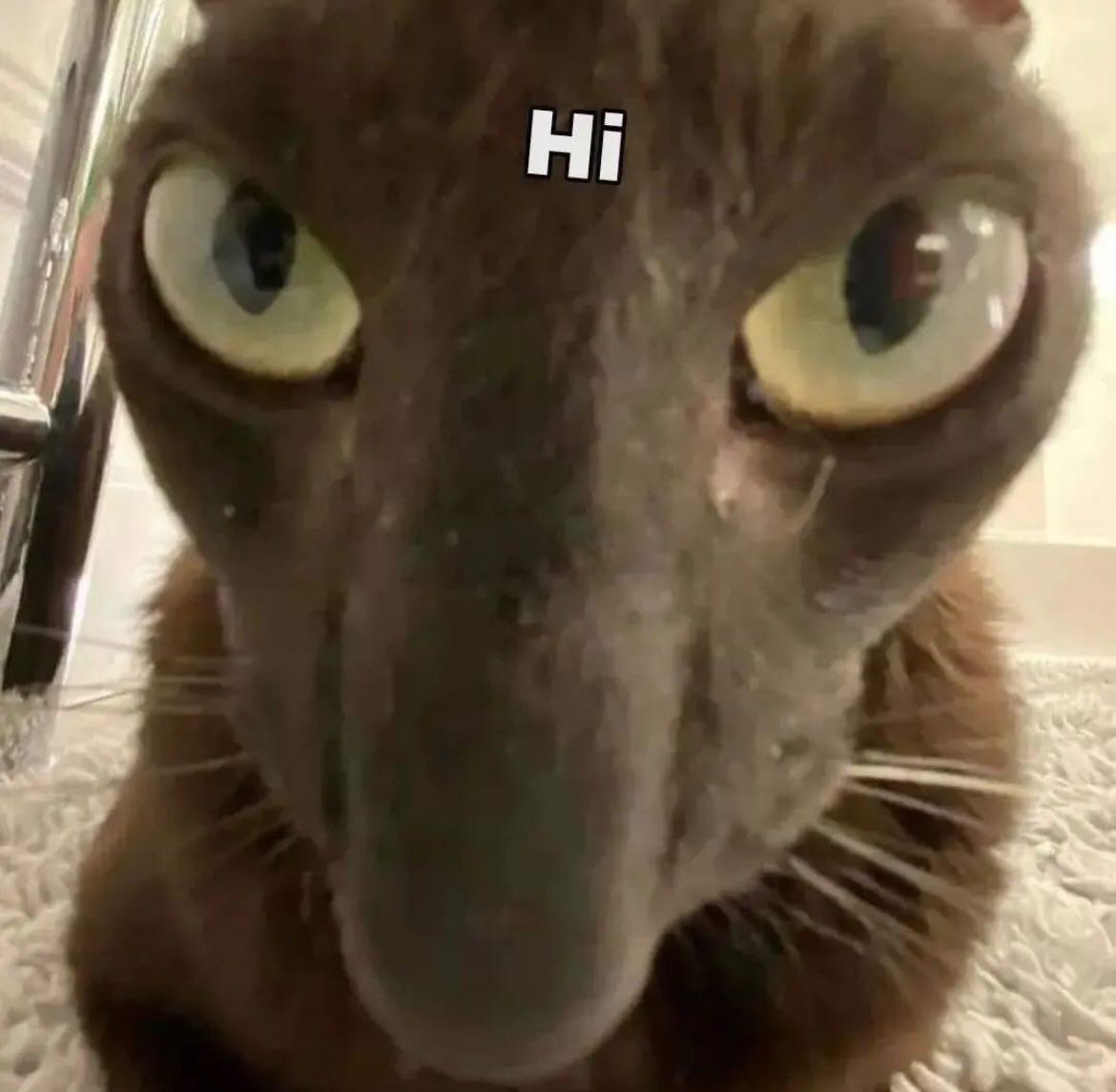 GF
