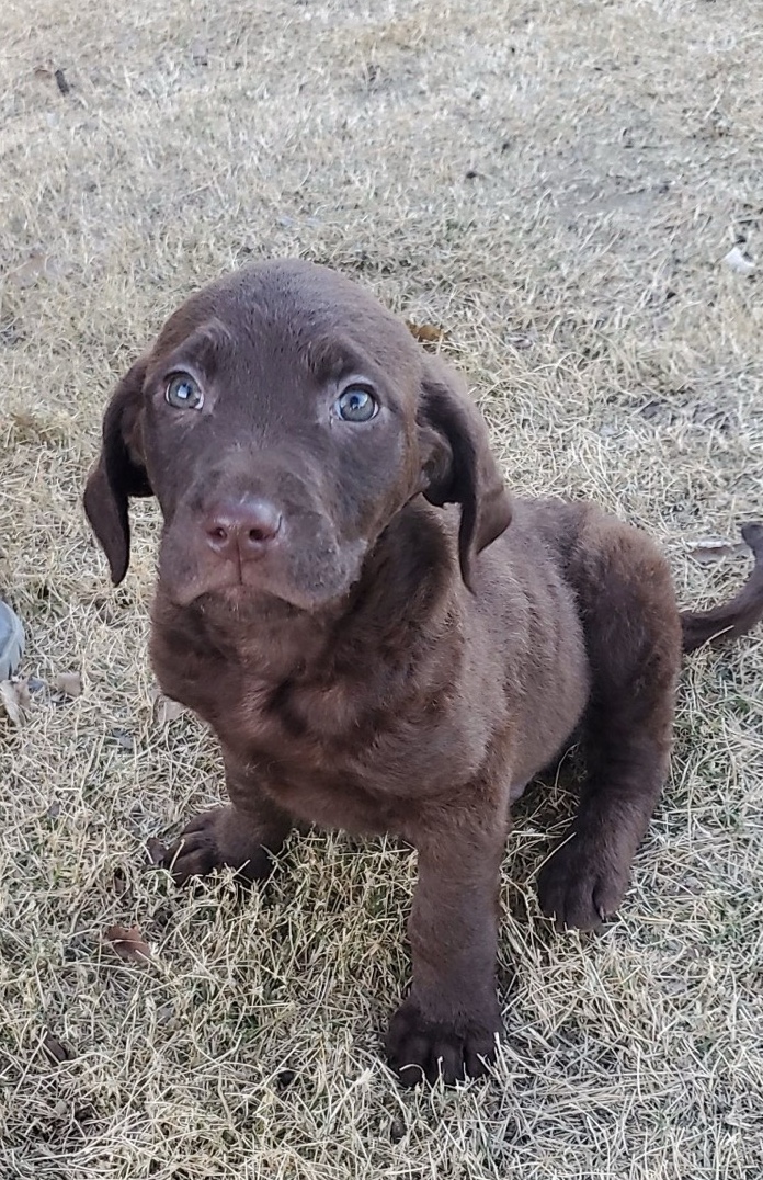 BB