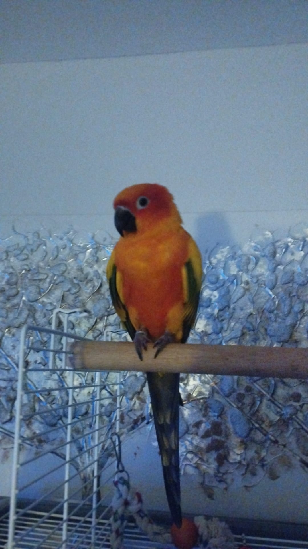 NG