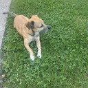 LF