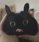 MP